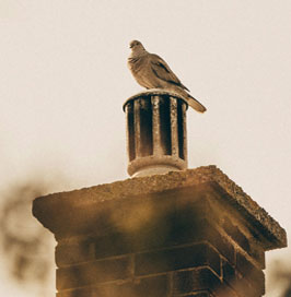 Chimney Pot with bird on top